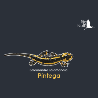SL-Silver Orecchini A Forma Di Salamandra Gecko In Argento 925 – Gioielli Per Bambina In Confezione Regalo, 6x10 Mm
